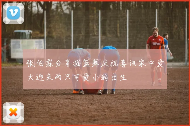 张伯霖分享摇篮舞庆祝喜讯家中爱犬迎来两只可爱小狗出生